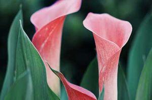 Lilly's Altar Flowers Campaign